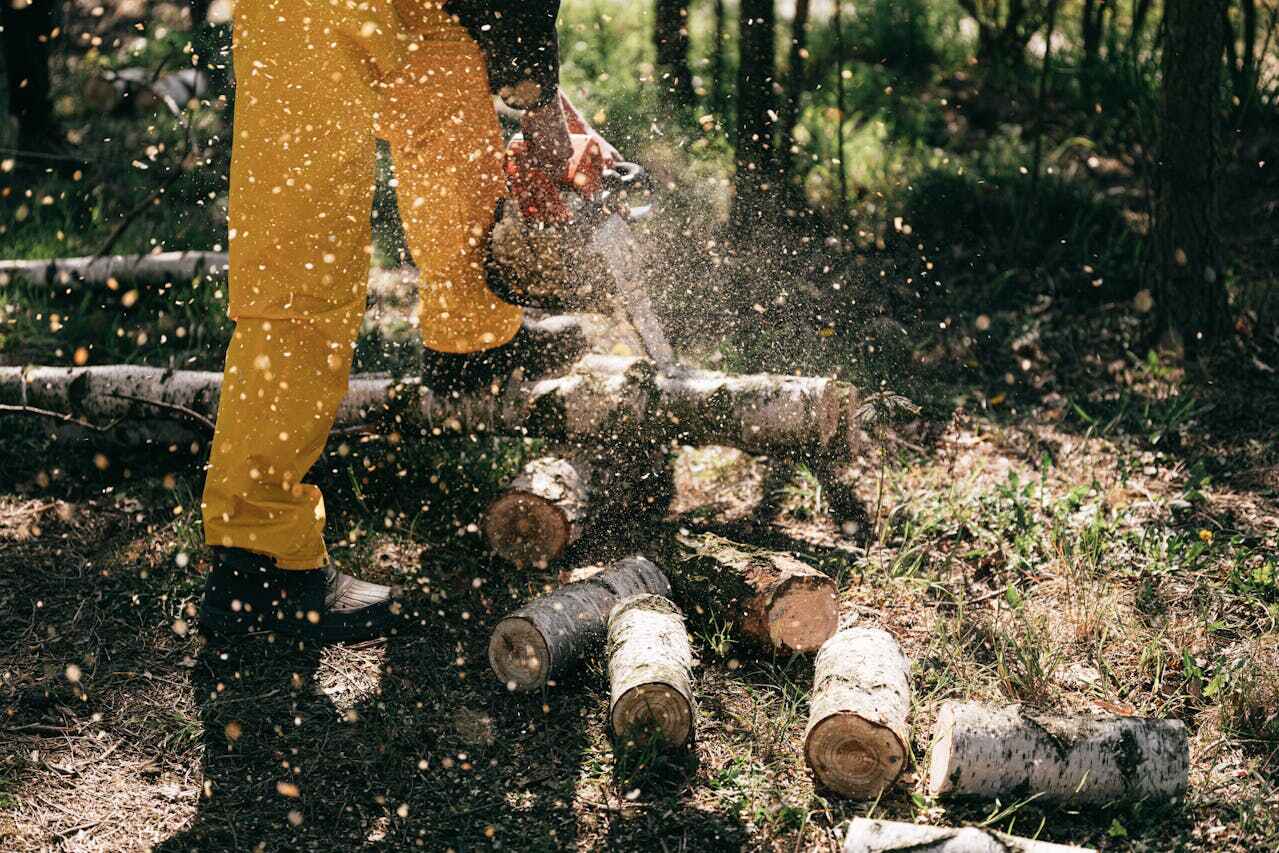 Best Stump Grinding Near Me  in USA